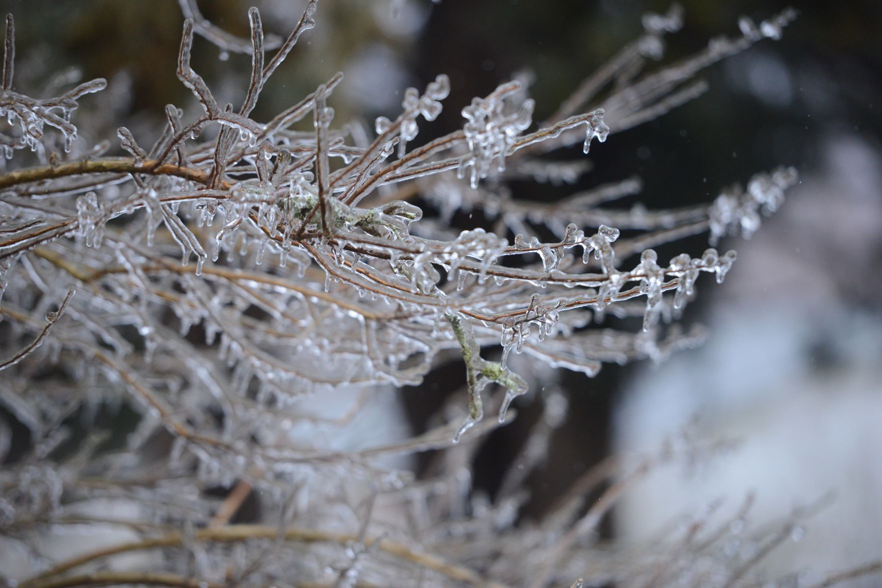 Frozen branches.jpg